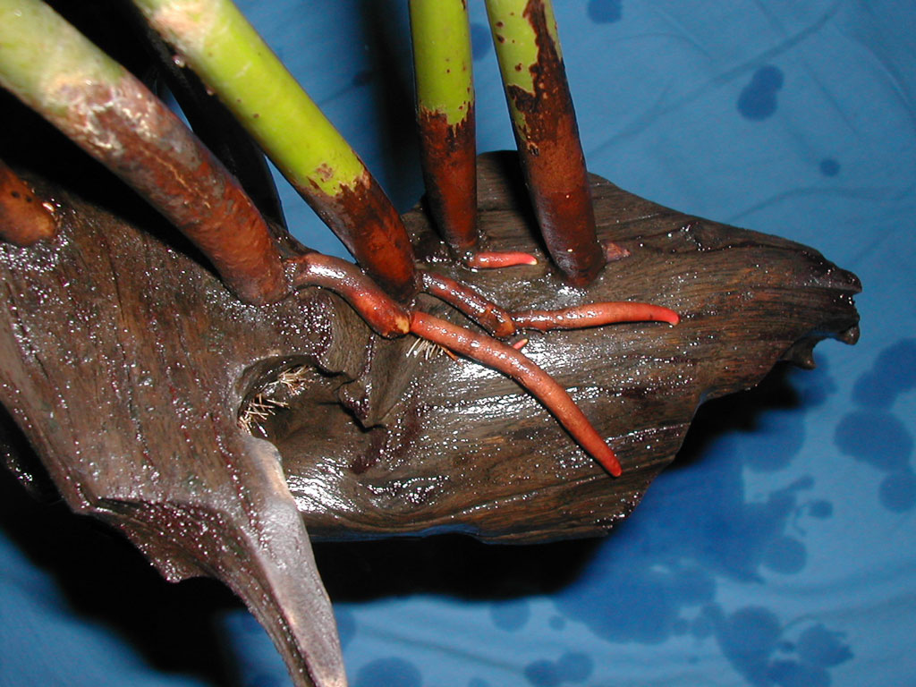 Rhizophora mangle introduction
